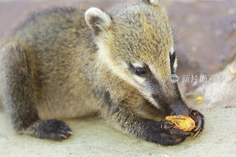 巴西/阿根廷伊瓜苏国家公园，可爱的小长鼻浣熊在吃东西